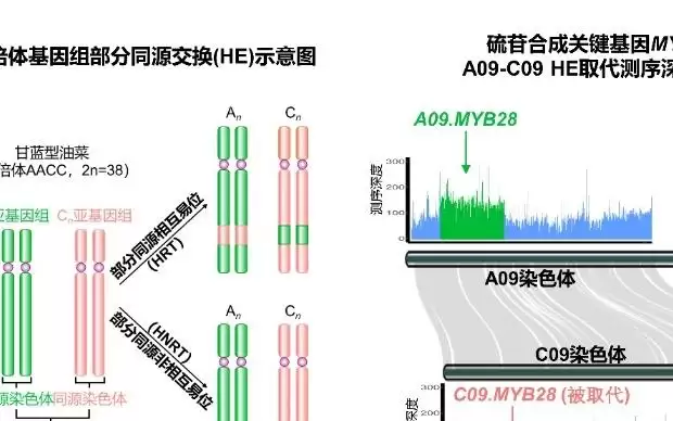 兼具抗病优质 我国科研团队创制油菜新种质