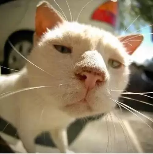 澜猫睡眠手机版如何从本地上传头像