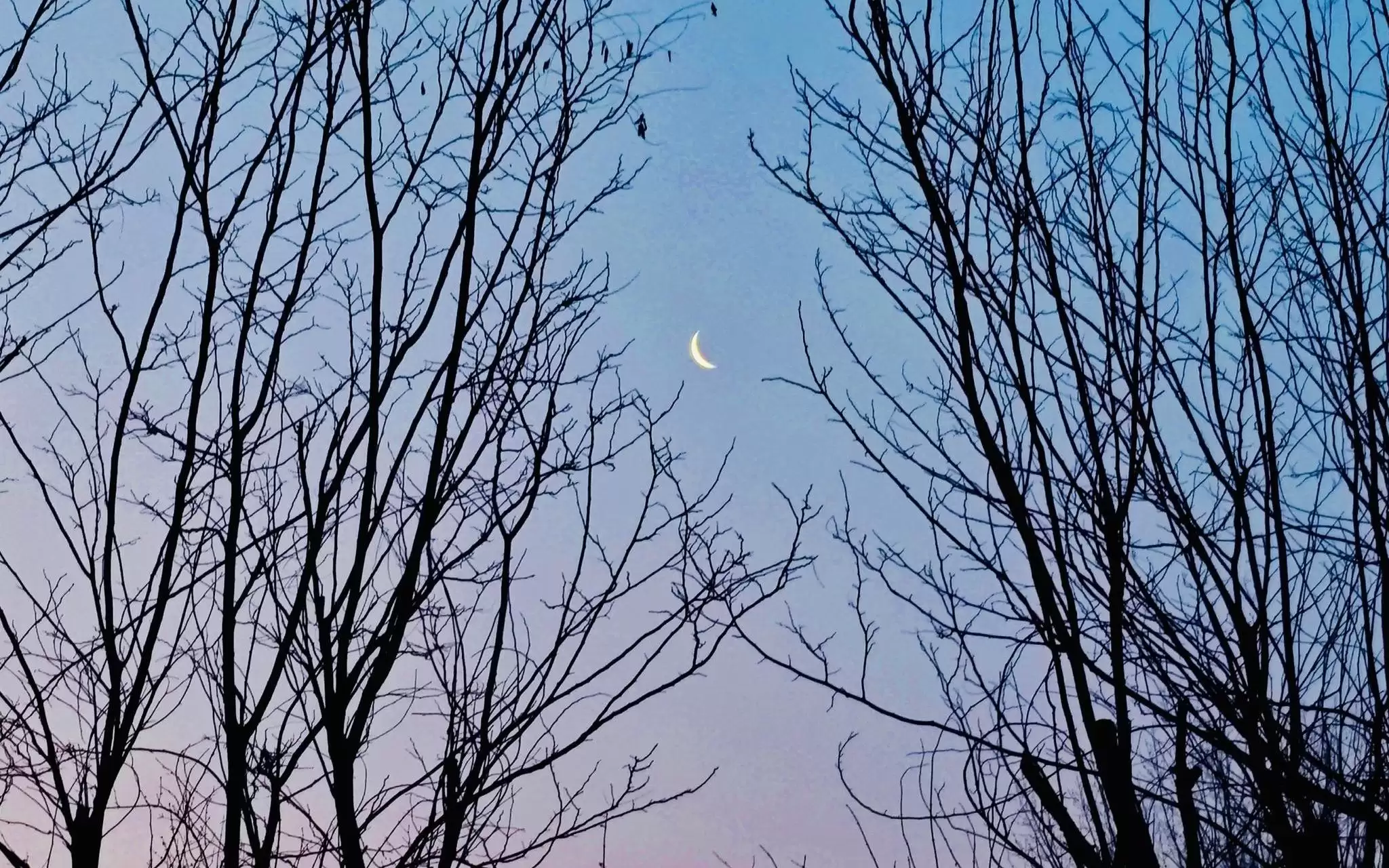 本年度观测条件最好的月伴昴星团将现身夜空