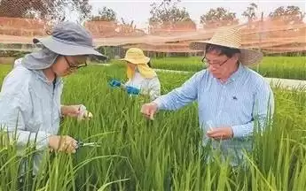 为了水稻抗病又稳产（弘扬科学家精神）