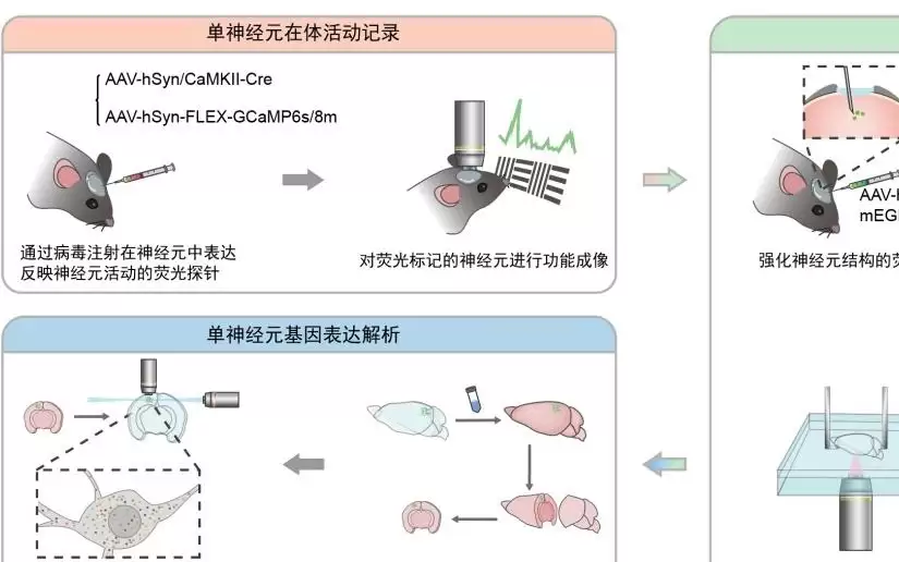 全球首次!我国科学家实现单神经元三模态完整解析