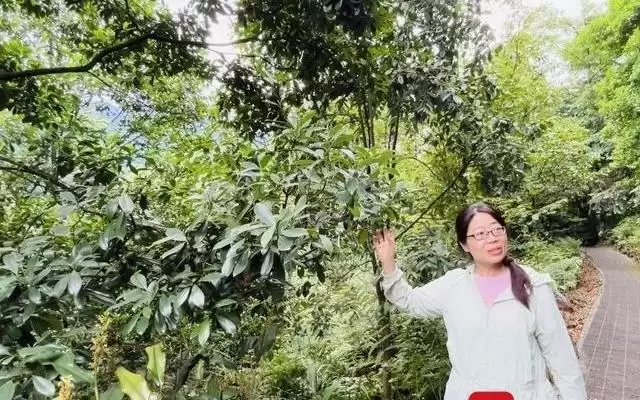 峰斑林蛙、峨眉拟单性木兰……自然遗产地成濒危动植物“世外桃源”