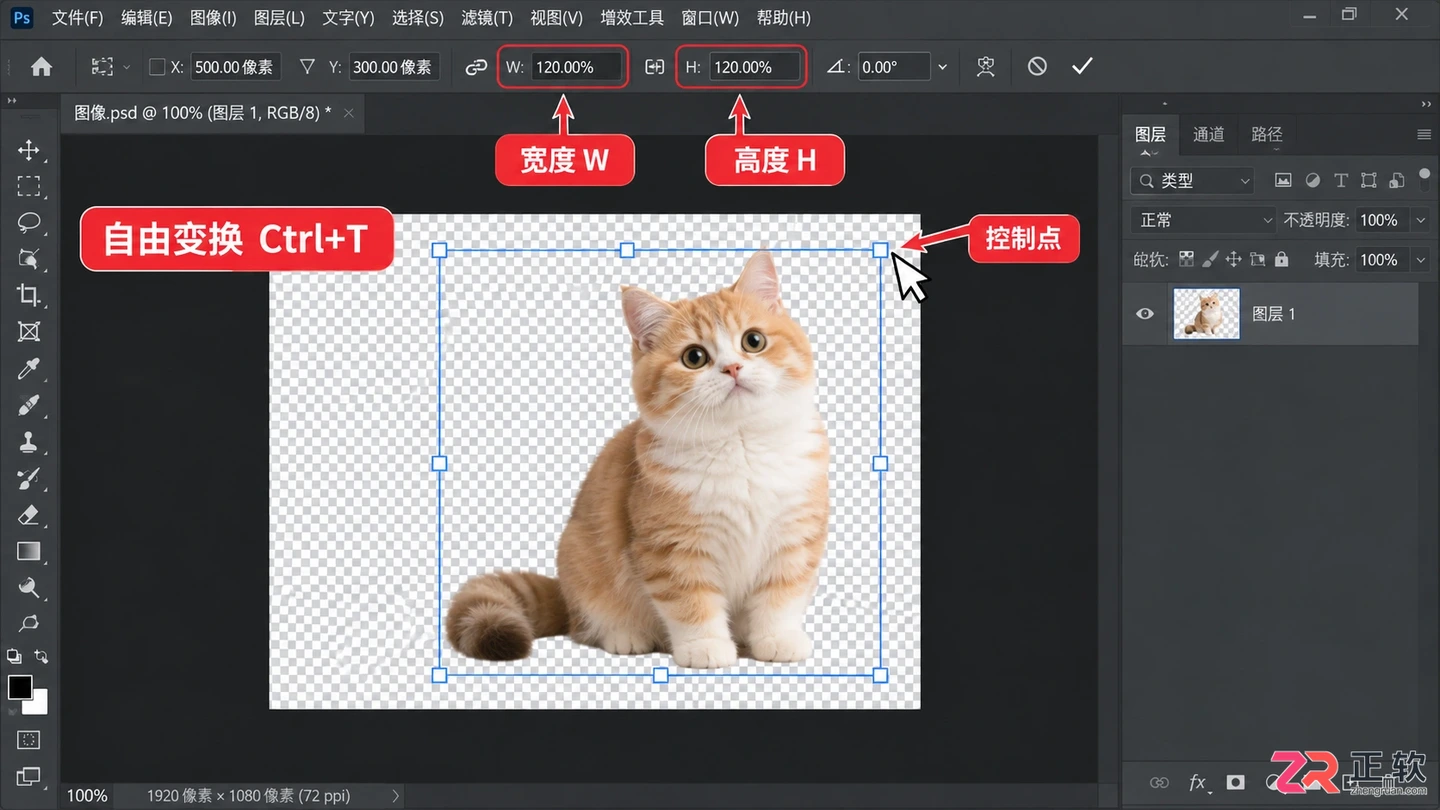 Photoshop抠图后如何调整大小和位置及放大缩小快捷键方法