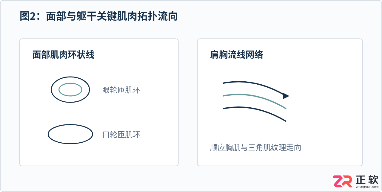 3ds Max角色建模拓扑规范：人体布线原则与肌肉走向