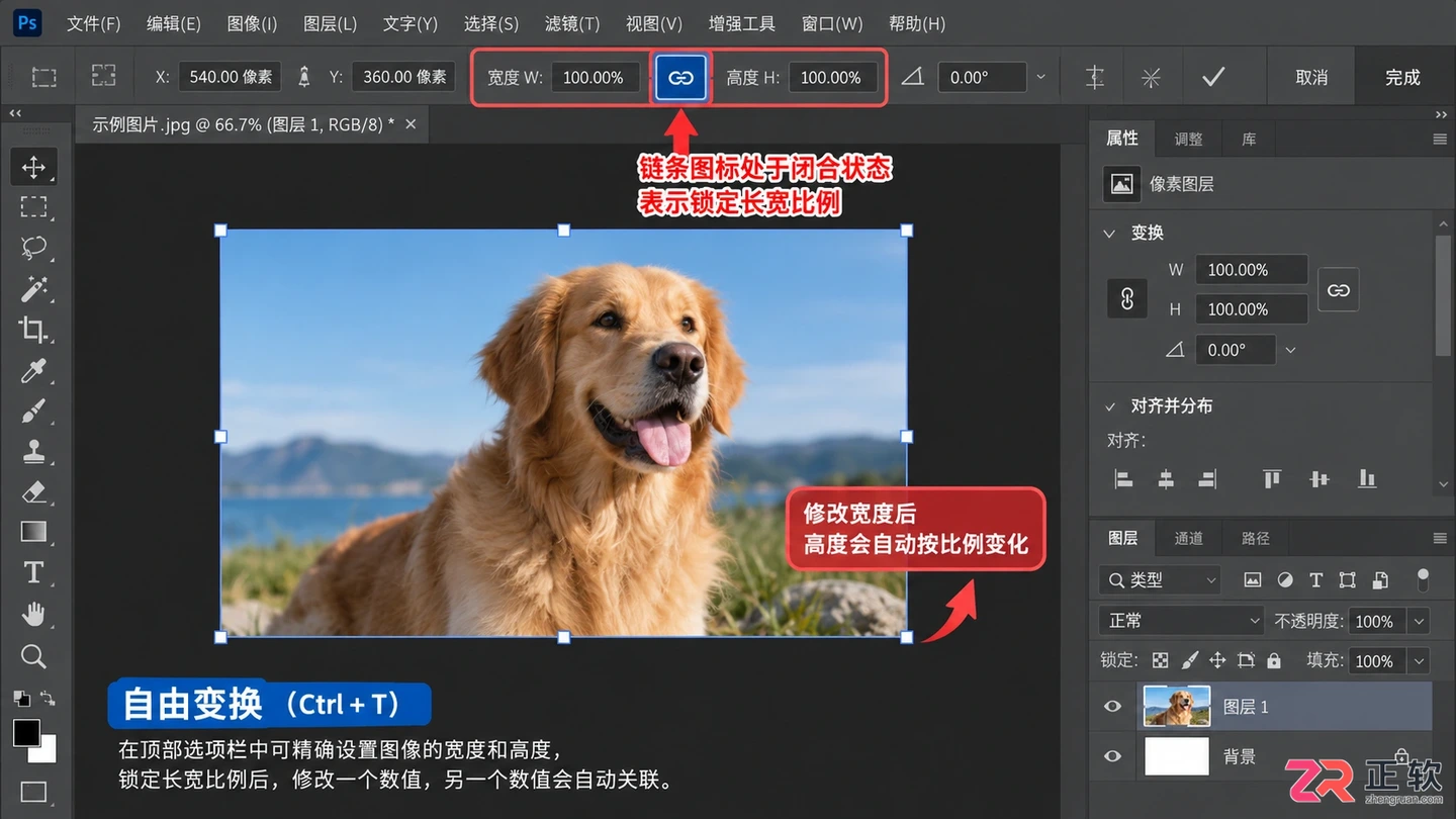 Photoshop图层大小怎么调整？等比例缩放与尺寸设置